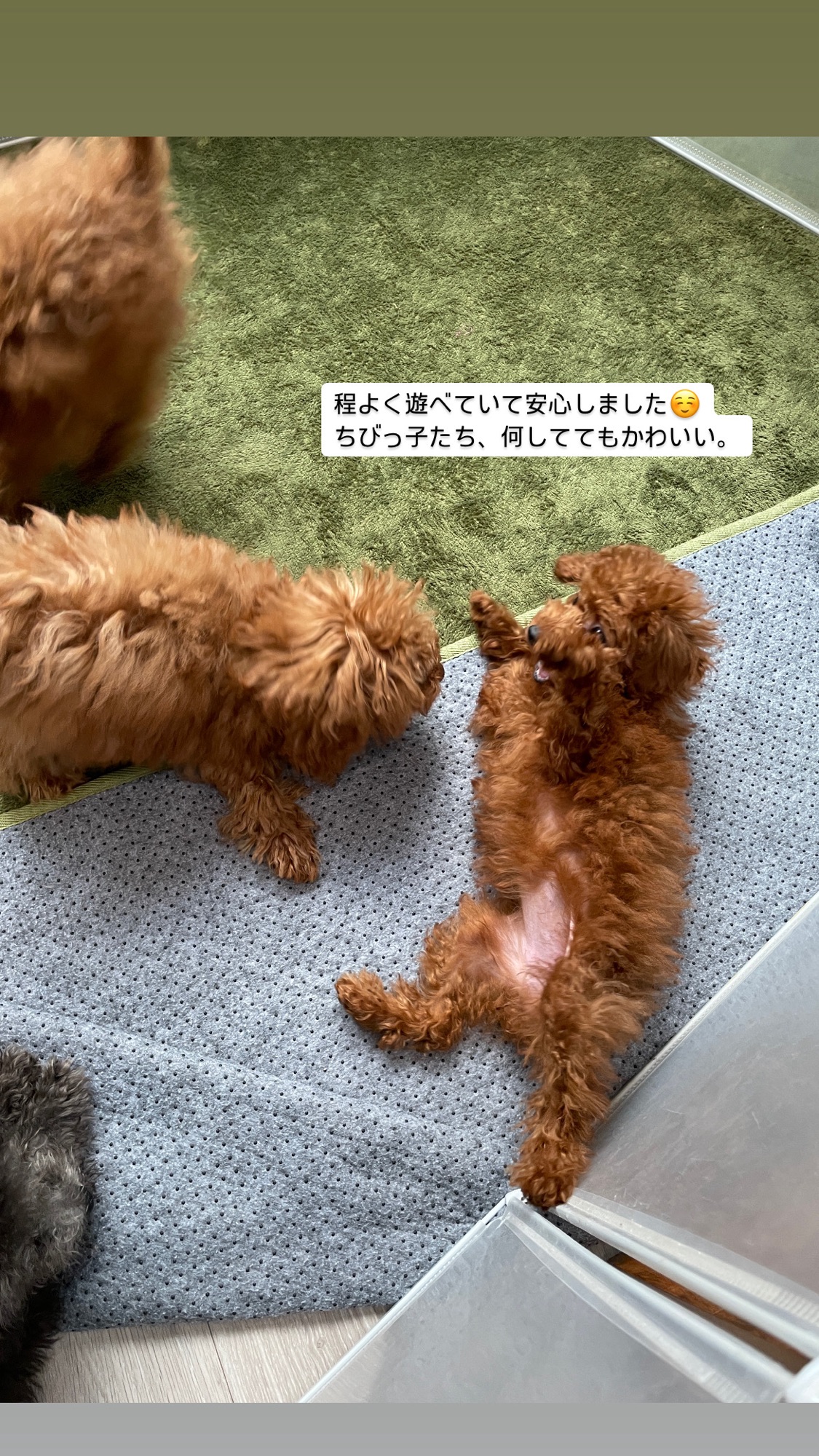 ご確認用 トイプーママ パネル 8/16 ご確認用 トイプーママ パネル